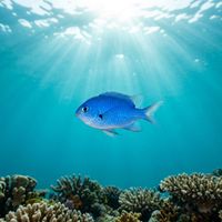 Chromis