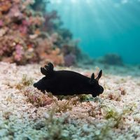 Black Dendrodoris