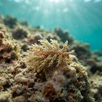 Bushy-backed Nudibranch