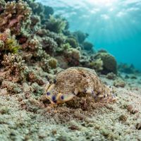 Dermatobranchus caeruleomaculatus