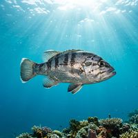 Dhufish