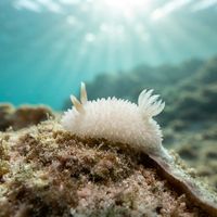 Porcupine Dorid