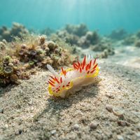 Diaphorodoris papillata