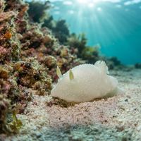 Dotted Bristle Sea Slug, a pale spotted nudibranch, crawling on rocky reef substrate in cold water.