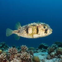 Three-barred Porcupinefish