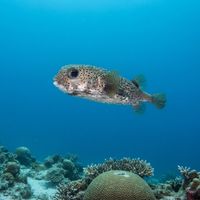 Adult porcupinefish with large dark eyes and brown spots hovering near a coral reef ledge.
