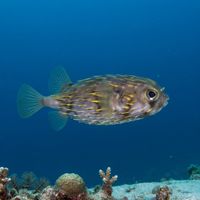 Slender-spined Porcupine Fish
