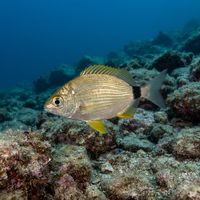 Adult annular seabream, silvery body with a dark ring around the tail base, hovering near a rocky Mediterranean seabed.
