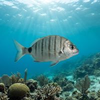 Adult white seabream with silvery flanks and faint dark bars swimming over a rocky reef.