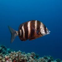 Adult zebra seabream with dark vertical stripes on a silvery body hovering near a rocky reef.