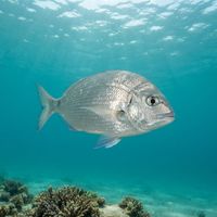 Arabian Pinfish