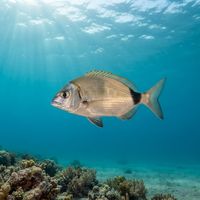 Two-banded Seabream