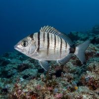 Adult sharpsnout seabream with silvery body and dark tail band hovering near a rocky Mediterranean reef.