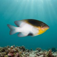 Black-vent Damselfish