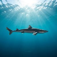 Dogfish shark with slender grey-brown body and pale underside swimming near a rocky reef in temperate water.