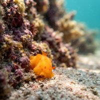 Fleshy Doriopsilla