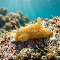 Doriopsilla Rowena