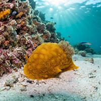 Wellington Archidoris