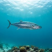 Double-lined Mackerel