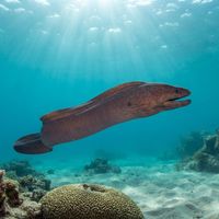 Drab Moray