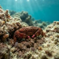Sponge crab carrying a chunk of sponge on its back while resting on a rocky Mediterranean seabed.