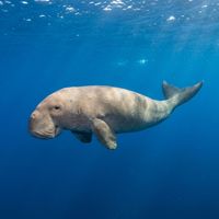 Dugong with pale grey, torpedo-shaped body and whale-like fluked tail gliding over a shallow sandy seagrass bed.