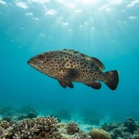 Dusky Rock Cod