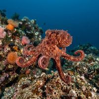 East Pacific Red Octopus showing reddish-brown mottled skin and textured papillae crawling across a rocky reef.