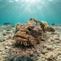 Eastern Frogfish