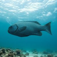 Eastern Rock Blackfish