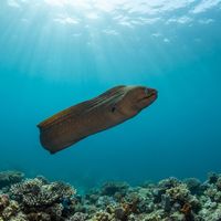 Palenose Moray