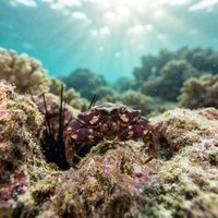 Sea Urchin Crab