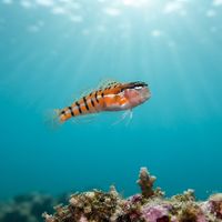Axelrod's Clown Blenny