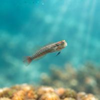 Dentex Blenny