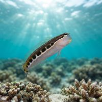 Linear Blenny