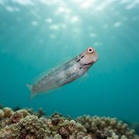 Yaeyama Blenny