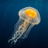 Egg-yolk Jellyfish