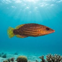 Eightline Wrasse