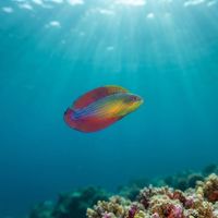 Eightline Wrasse