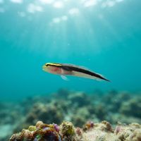 Shortstripe Goby