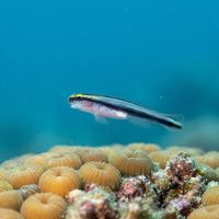 Sharknose goby perched on coral, showing a pale body with a dark blue-black stripe from nose to tail.