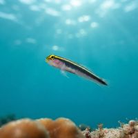 Yellowline Goby