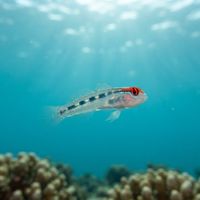 Redhead Goby