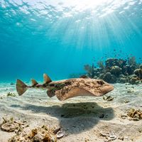 Electric ray resting on a sandy seabed, showing its rounded disc-shaped body and pale underside in shallow coastal water.