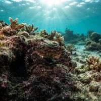 Elkhorn Coral Crab