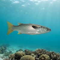 Adult diamondscale mullet with silvery flanks and diamond-patterned scales schooling over a shallow sandy reef flat.
