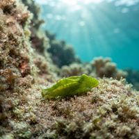 Halimeda Taco Slug