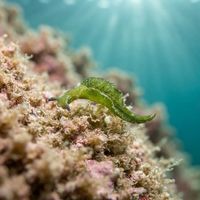 Sap-sucking Slug