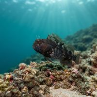 Tiny sailfin blenny with a raised dorsal fin peeking out from a small hole in a reef.