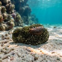 Emerald Bubble Snail